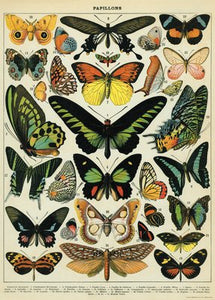 Butterflies  Vintage Reproduction Poster