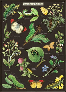 Caterpillars & Butterflies Vintage Reproduction Poster