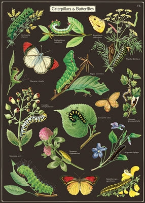 Caterpillars & Butterflies Vintage Reproduction Poster