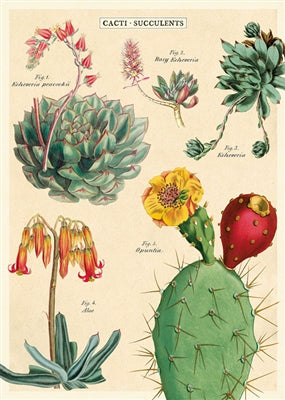 Cacti & Succulents 2 Vintage Reproduction Poster