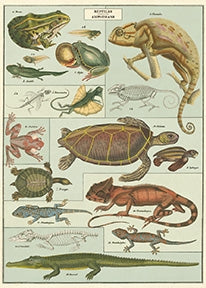 Reptiles & Amphibians Vintage Reproduction Poster