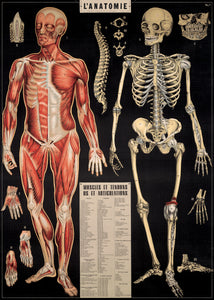 Vintage L'Anatomie Reproduction Poster