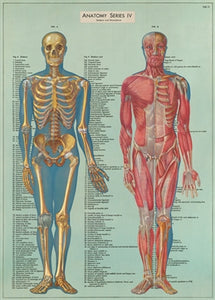 Anatomy Series Vintage Reproduction Poster
