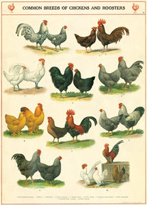 Chickens & Roosters Vintage Reproduction Poster