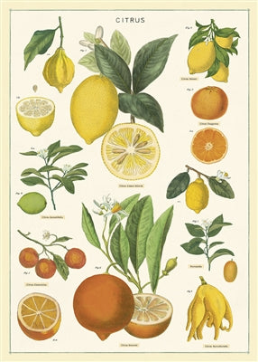 Citrus Vintage Reproduction Poster