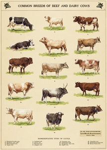 Cow Chart Vintage Reproduction Poster