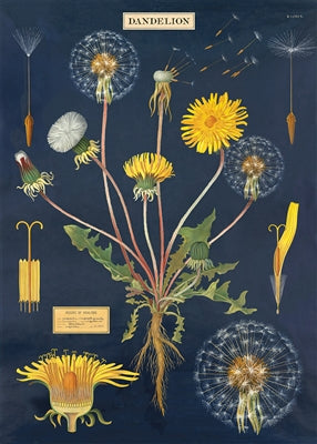 Dandelion Chart Vintage Reproduction Poster