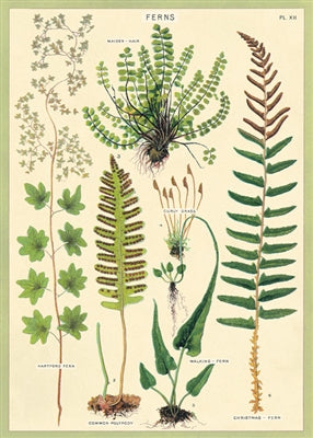Ferns Vintage Reproduction Poster