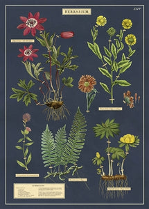 Herbarium Vintage Reproduction Poster