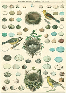 Birds, Nest & Eggs Vintage Reproduction Poster