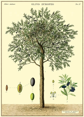 Olive Tree Vintage Reproduction Poster