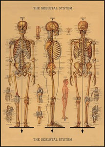 Skeleton Vintage Reproduction Poster