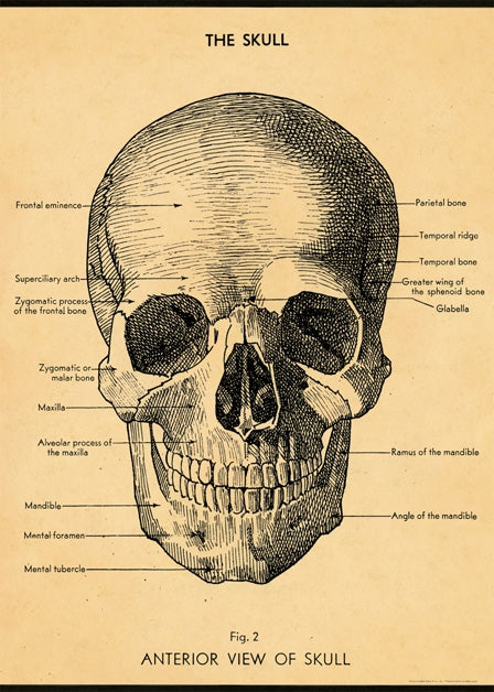 Vintage Skull Reproduction Poster