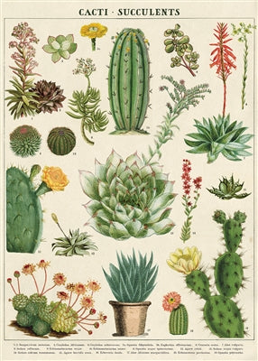 Cacti & Succulents Vintage Reproduction Poster