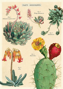 Cacti & Succulents 2 Vintage Reproduction Poster