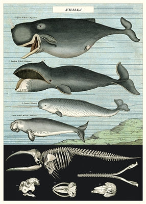 Whale Vintage Reproduction Poster